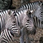 Advanced GTM: Dynamic Measurement IDs for Multiple Live Sites