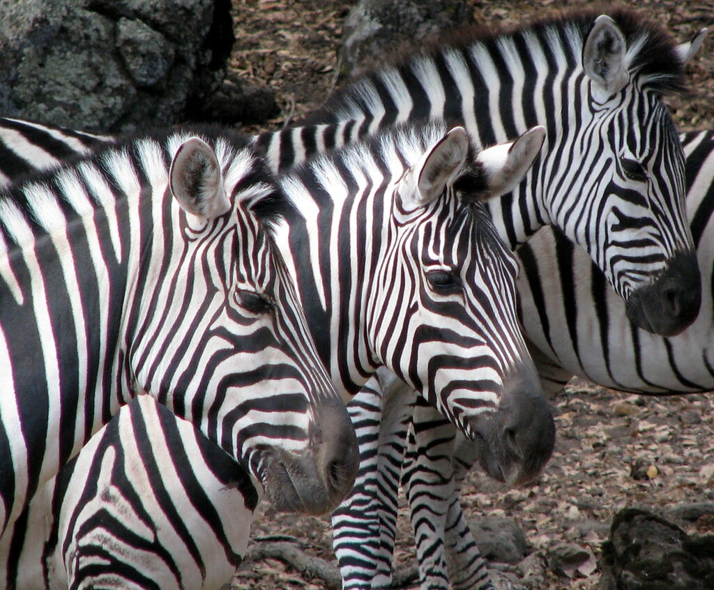 These animals all share the same GTM container